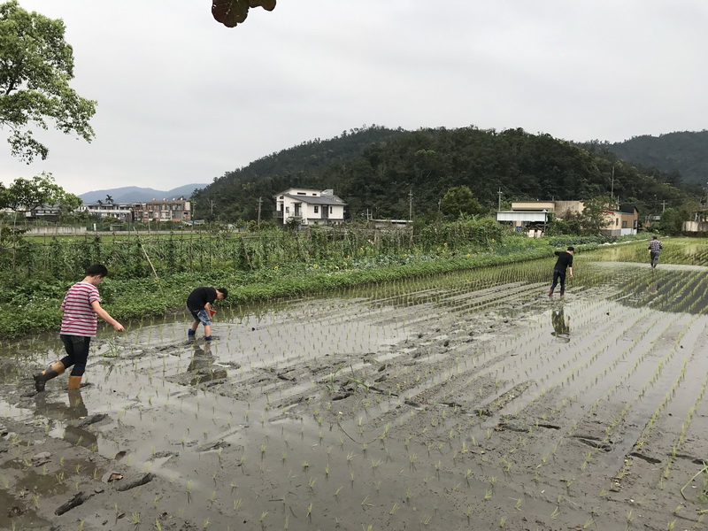 黑米施肥